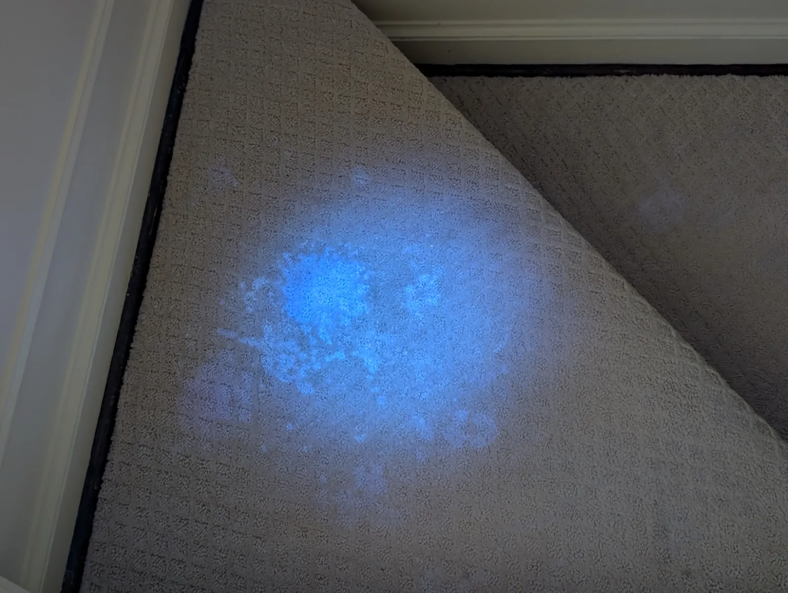 Pet Stain & Odor Removal in Northern Virginia
